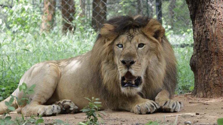 Tirupati: Genetic problem at birth.. Male lion died at 7 years old