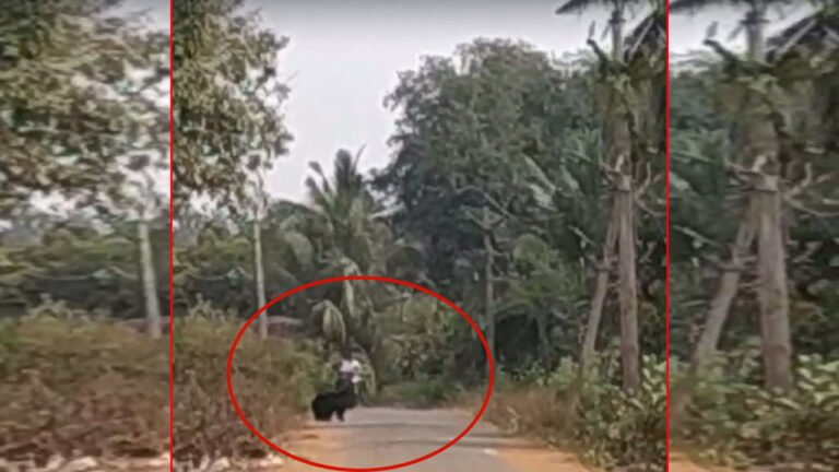 Viral Video: Bhallukam in broad daylight.. the people who ran..